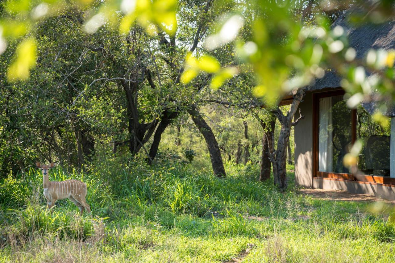 Kambaku River Sands Timbavati Game Reserve Ngoại thất bức ảnh
