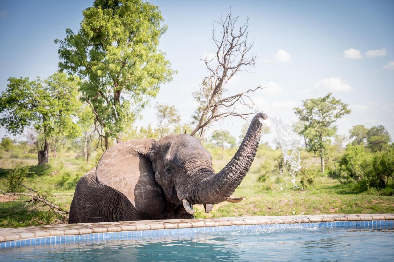 Kambaku River Sands Timbavati Game Reserve Ngoại thất bức ảnh