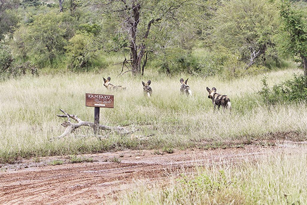 Kambaku River Sands Timbavati Game Reserve Ngoại thất bức ảnh